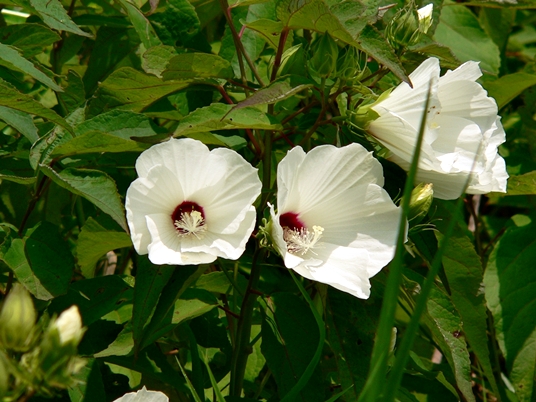 {Hibiscus moscheutos}